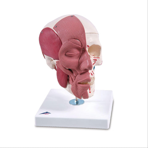 Facial Muscles on Skull Facial Muscles on Skull Model ,1 Each - Axiom Medical Supplies