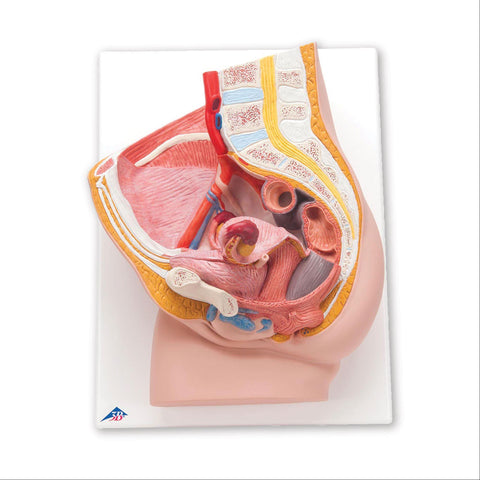 Female and Male Pelvis Models Female ,1 Each - Axiom Medical Supplies