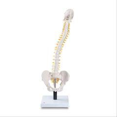 Flexible Spine Skeleton Models Flexible Spine Model with Soft Intervertebral Discs ,1 Each - Axiom Medical Supplies