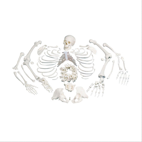 Full Disarticulated Skeleton Full Skeleton • Disarticulated ,1 Each - Axiom Medical Supplies