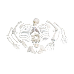 Full Disarticulated Skeleton Full Skeleton • Disarticulated ,1 Each - Axiom Medical Supplies