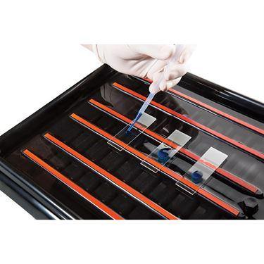 Slide Stain Trays 20-Slide Stain Tray with Clear Lid • 14.5"L x 8.75"W x 1.75"H ,1 Each - Axiom Medical Supplies