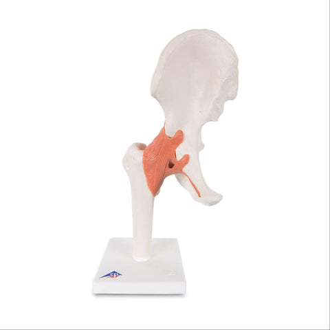 Functional Shoulder Joint Model Functional Shoulder Joint Model ,1 Each - Axiom Medical Supplies