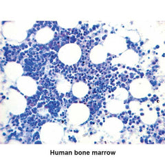 Giemsa-May-Grunwald Stain Kit Small Intestine Control Slides ,Pack oF 25 - Axiom Medical Supplies