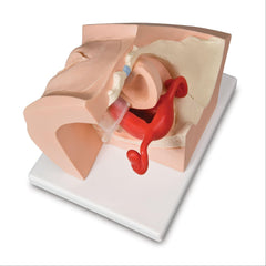 Gynecological Patient Education Model Gynecological Patient Education Model ,1 Each - Axiom Medical Supplies