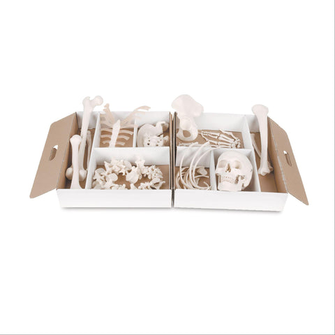 Half Disarticulated Skeleton Half Skeleton • Disarticulated ,1 Each - Axiom Medical Supplies