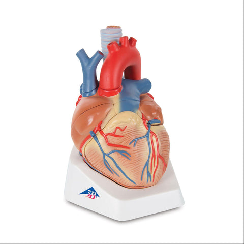 Heart Model 7-Part Heart Model • 7-Part ,1 Each - Axiom Medical Supplies