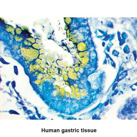 HelicoStat Stain Kit Mast Cell Control Slides ,Pack oF 25 - Axiom Medical Supplies