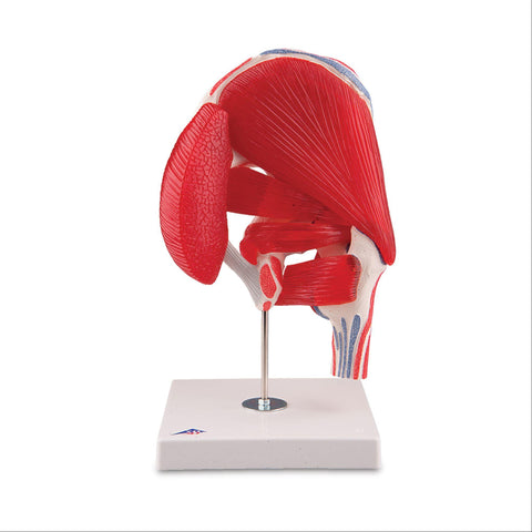 Hip Joint with Removable Muscles Hip Joint with Removable Muscles • 7-Part ,1 Each - Axiom Medical Supplies