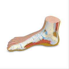 Human Foot Anatomical Models Foot Skeleton Model with Ligaments ,1 Each - Axiom Medical Supplies