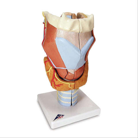Human Throat and Chest Organ Models Larynx Model • 2 Times Full-Size • 7-Part ,1 Each - Axiom Medical Supplies