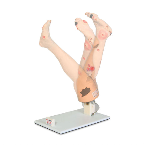 Insufficiency Leg Model Accessories Display Stand for Vinnie or Annie Legs ,1 Each - Axiom Medical Supplies