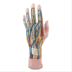 Internal Hand Structure Model Internal Hand Structure Model • 3-Part ,1 Each - Axiom Medical Supplies