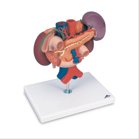 Kidneys Rear Organs Upper Abdomen 3-Part Kidneys with Rear Organs of the Upper Abdomen • 3-Part ,1 Each - Axiom Medical Supplies