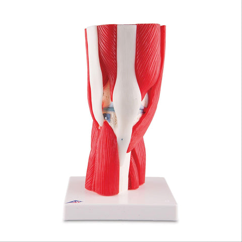 Knee Joint with Removable Muscles Knee Joint with Removable Muscles • 12-Part ,1 Each - Axiom Medical Supplies