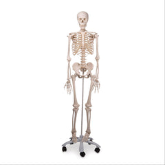 Life-Size Skeleton Models Hanging Functional Physiological Skeleton • Frank ,1 Each - Axiom Medical Supplies