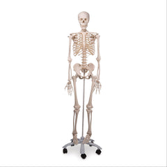 Life-Size Skeleton Models Hanging • Max ,1 Each - Axiom Medical Supplies
