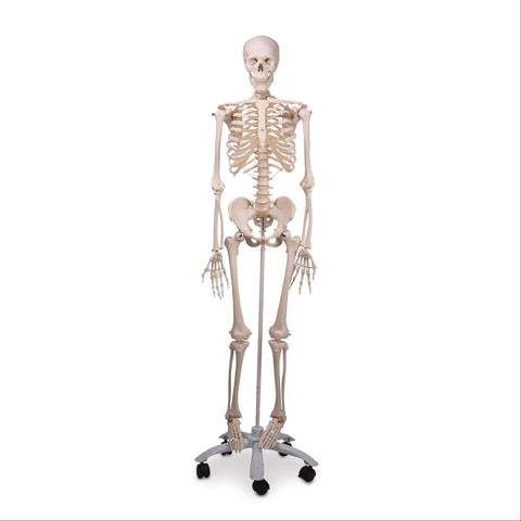 Life-Size Skeleton Models Classic Skeleton Model • Stan ,1 Each - Axiom Medical Supplies