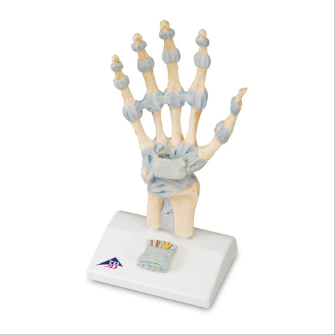 Ligaments and Carpal Tunnel on Hand Skeleton Model Ligaments and Carpal Tunnel on Hand Skeleton Model ,1 Each - Axiom Medical Supplies