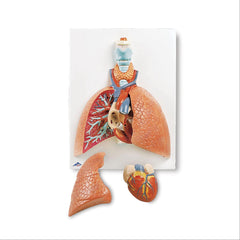 Lung Model with Larynx 5-Part Lung Model with Larynx • 5-Part ,1 Each - Axiom Medical Supplies