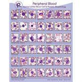Peripheral Blood Cards and Posters Normal White Blood Cell &amp; Platelet Morphology Binder ,1 Each - Axiom Medical Supplies