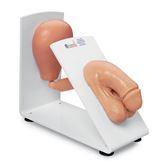 Catheterization Training Model Male ,1 Each - Axiom Medical Supplies