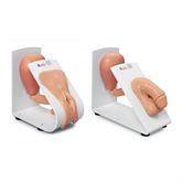 Catheterization Training Model Male and Female Set ,1 Each - Axiom Medical Supplies