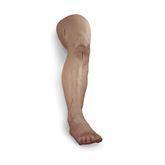 Life/Form Suture Stapling Practice Limbs Leg ,1 Each - Axiom Medical Supplies