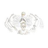 Full Disarticulated Skeleton Full Skeleton • Disarticulated ,1 Each - Axiom Medical Supplies