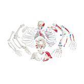 Painted Full Disarticulated Skeleton Painted Full Skeleton • Disarticulated ,1 Each - Axiom Medical Supplies
