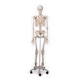 Life-Size Skeleton Models Classic Skeleton Model • Stan ,1 Each - Axiom Medical Supplies