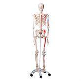 Life-Size Skeleton Models Max ,1 Each - Axiom Medical Supplies
