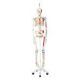 Life-Size Skeleton Models Hanging • Max ,1 Each - Axiom Medical Supplies