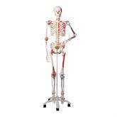 Life-Size Skeleton Models Sam ,1 Each - Axiom Medical Supplies