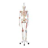 Life-Size Skeleton Models Hanging • Sam ,1 Each - Axiom Medical Supplies