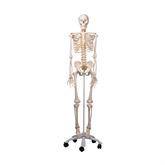 Life-Size Skeleton Models Flexible Skeleton Model • Fred ,1 Each - Axiom Medical Supplies