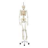 Life-Size Skeleton Models Hanging Functional Physiological Skeleton • Frank ,1 Each - Axiom Medical Supplies