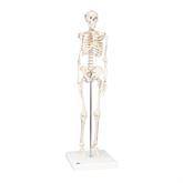 Mini Skeleton Models Shorty ,1 Each - Axiom Medical Supplies