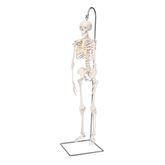 Mini Skeleton Models Hanging • Shorty ,1 Each - Axiom Medical Supplies