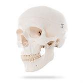 Skull Skeleton Models Classic Skull Model • 3-part ,1 Each - Axiom Medical Supplies