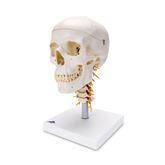 Skull Skeleton Models Cervical Spine on Skull Model ,1 Each - Axiom Medical Supplies