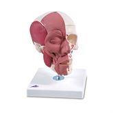 Facial Muscles on Skull Facial Muscles on Skull Model ,1 Each - Axiom Medical Supplies