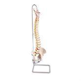 Spine Skeleton Models Highly Flexible Spine Model ,1 Each - Axiom Medical Supplies