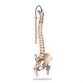 Spine Skeleton Models Femur Heads on Highly Flexible Spine Model ,1 Each - Axiom Medical Supplies