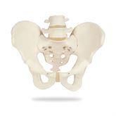 Pelvic Skeleton Models Male ,1 Each - Axiom Medical Supplies