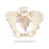 Pelvic Skeleton Models Female ,1 Each - Axiom Medical Supplies