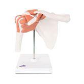 Functional Shoulder Joint Model Functional Shoulder Joint Model ,1 Each - Axiom Medical Supplies