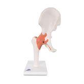 Functional Shoulder Joint Model Functional Hip Joint Model ,1 Each - Axiom Medical Supplies