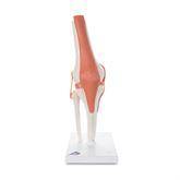 Functional Shoulder Joint Model Functional Knee Joint Model ,1 Each - Axiom Medical Supplies