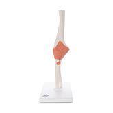 Functional Shoulder Joint Model Functional Elbow Joint Model ,1 Each - Axiom Medical Supplies